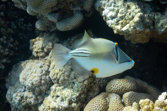 Arabian picassofish (Rhinecanthus assasi, triggerfish) in a coral reef in Red Sea, Egypt. Unusual tropical bright fish in blue ocean lagoon water. Underwater photo.