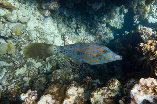 Brightly colored scrawled filefish (aluterus scriptus, scribbled leatherjacket, broomtail) swimming in tropical waters, Red Sea, Egypt. Unusual fish in blue ocean lagoon water. Underwater photo.