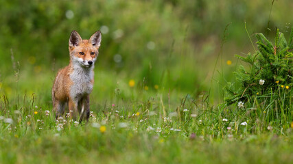 Young red fox standing on blossoming meadow in sunlight - obrazy, fototapety, plakaty
