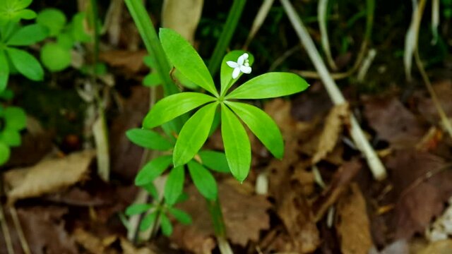 春のクルマバソウの白い花５月