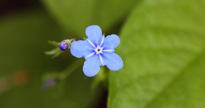 Flower of Omphalodes verna (creeping navelwort or blue-eyed-Mary)