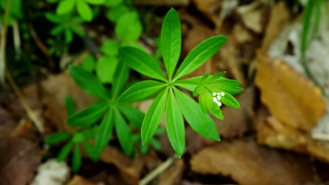 春のクルマバソウの白い花５月