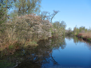 marsh area near nieuwkoop in the green haert of holland with blossoming currant trees.