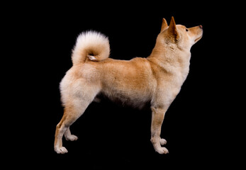 Shiba Inu dog in show stance isolated on a black background
