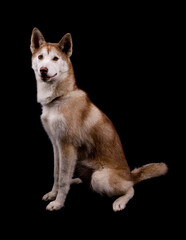 Siberian Husky dog isolated on a white background