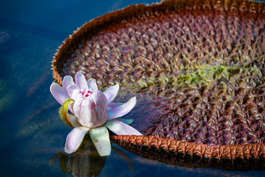 Victoria amazonica water lily leaf with flower.