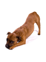 Staffordshire Bull Terrier dog begging isolated on a white background