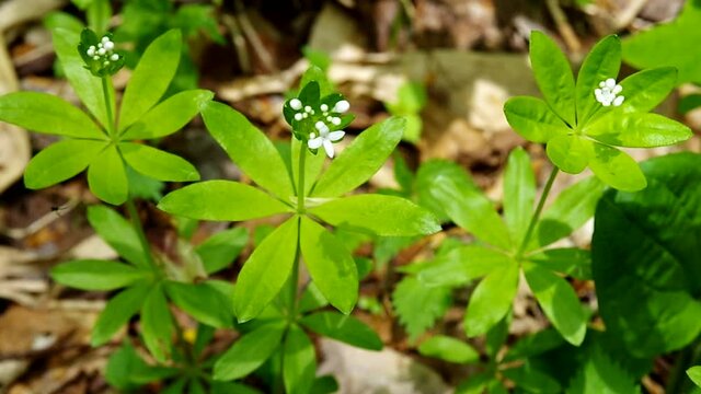 春のクルマバソウの白い花５月