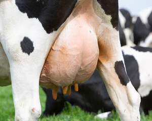 udder of black and white spotted cow closeup in meadow - obrazy, fototapety, plakaty