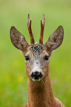 Adorable male of roe deer eating grass on green field in close-up