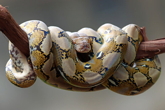 Close-up of a python sleeping on a branch, Indonesia
