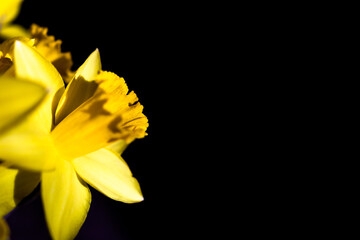 Close-up on vivid, yellow daffodil flower isolated on black background with copy space