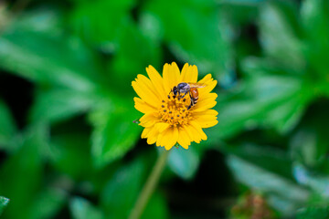 bee on flower