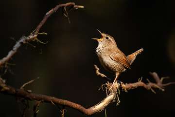 Eurasian wren singing on tree in spring night light