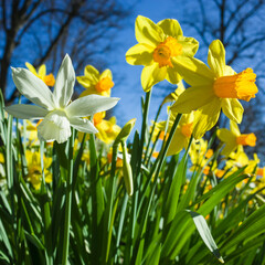 Obraz premium Yellow and white daffodil flowers under spring sun and blue sky, soft focus close up, in Djakneberget park in Vasteras, Sweden