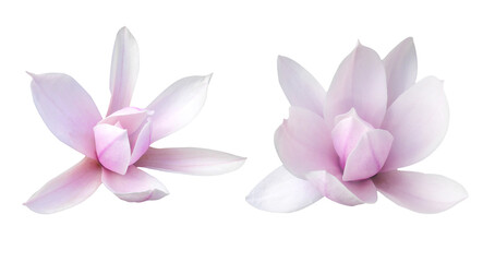 Macro photo set blooming magnolia on a white isolated background.