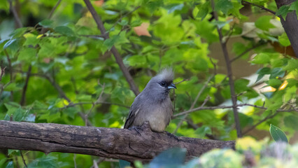 Speckled mousebird perched on a branch in a garden
