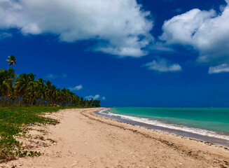 beach with palm trees