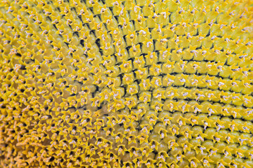 background of yellow sunflower texture