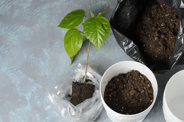 Transplanting a grown rose shoot into a flower pot. Rose sprout, flower pot, fortified earth on a textured background