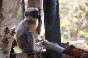 Langur are the old world monkeys