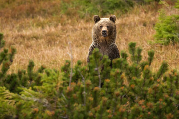 Brown bear standing behind the conifer in autumn nature