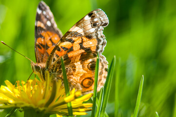 Painted Lady butterfly on flower