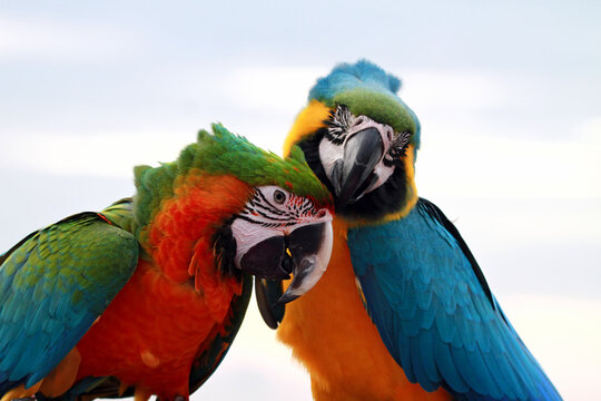 Portrait of two Scarlet Macaw birds on a branch, Indonesia