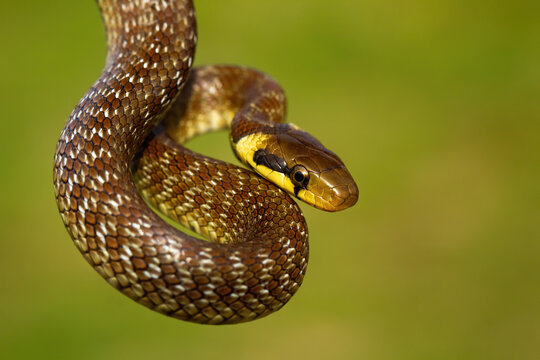 Aesculapian snake hanging in green summer environment