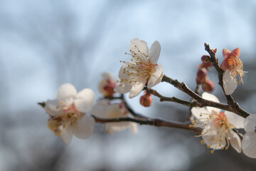 梅の花の枝