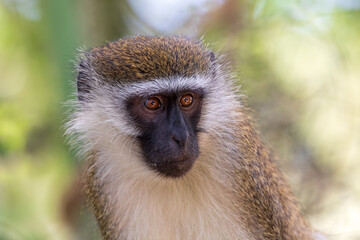 cute Vervet monkey in Lake Chamo national park, Arba Minch, Ethiopia wildlife
