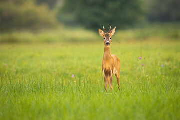 Young roe deer looking to the camera on meadow with copy space