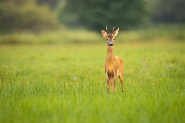 Foto auf Leinwand Young roe deer looking to the camera on meadow with copy space © WildMedia