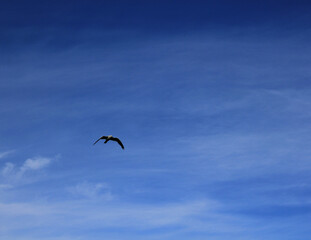 A bird flies in the sky