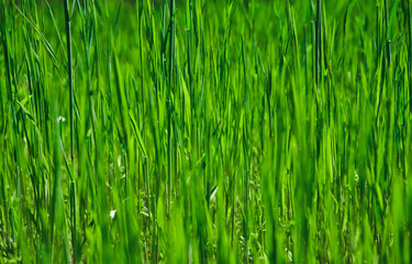 Green grass texture background for making green backdrop
