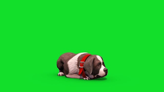 Saint Bernard Dog Green Screen Loop 3D Rendering Animation