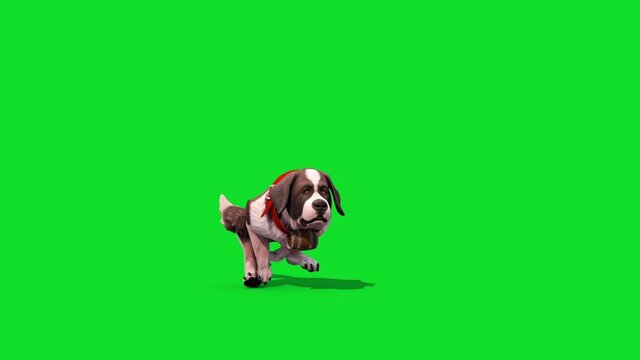 Saint Bernard Dog Green Screen Run Front 3D Rendering Animation