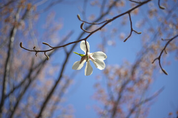白い木蓮の花の後ろ姿