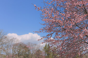 桜，青空，雲，ピンク