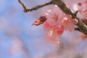 桜，青空，雲，ピンク