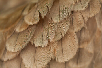 plumage background
