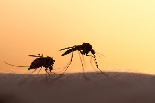 mosquitos