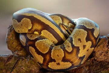 Python  in the  tropocal garden / snake