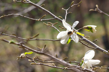 満開の木蓮の花の蜜を吸うハナムグリ