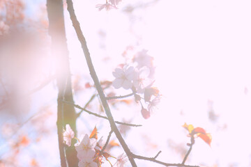 桜，青空，雲，ピンク