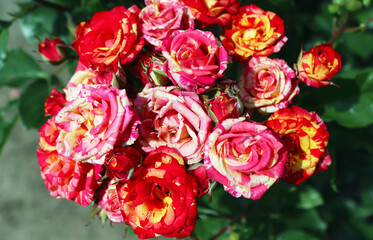 Fototapeta na wymiar A bouquet of variegated roses in red-orange tones 