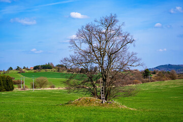 Lonely tree with hunting tower in spring green meadow .