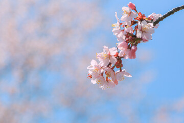 桜，青空，雲，ピンク