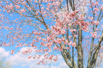 桜，青空，雲，ピンク