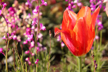 チューリップ オレンジ 赤い 綺麗 カラフル 落ち着いた 花畑 穏やか 美しい 春の花 Wall Mural Rin チューリップ オレンジ 赤い 綺麗 カラフル 落ち着いた 花畑 穏やか 美しい 春の花 Wall Mural Rin